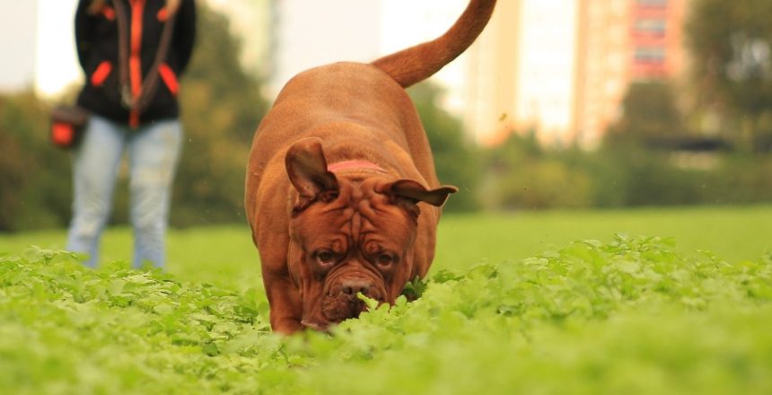 perro y parque